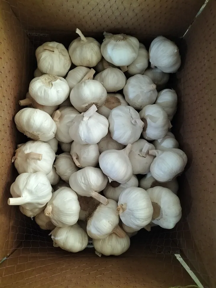 Fine Garlic in Carton