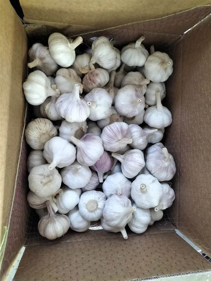 Fine Garlic in Carton