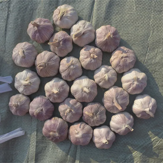 बैंगनी लहसुन
